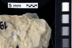 Foto (Detailansicht) von Cracensigillatus acutirostris (Moericke, 1889) (NHMW-GEO-1990-0041-0197)